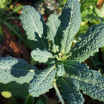 Kale Tuscan - Vegetable Seeds