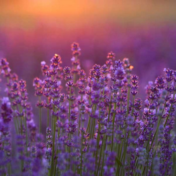 Lavender - Flower Seeds