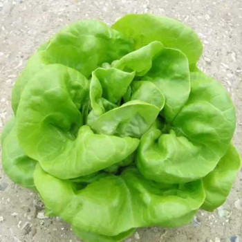 Lettuce Butter Head Green - Vegetable Seeds