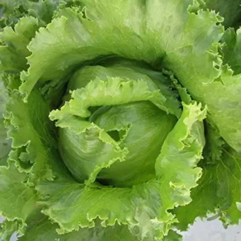 Lettuce Ice Berg Salista - Vegetable Seeds