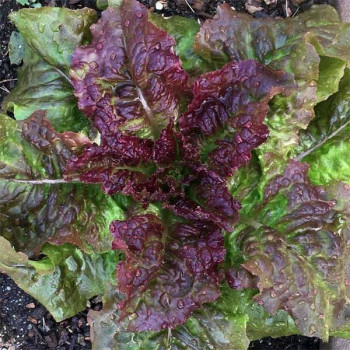 Lettuce Prize Head - Vegetable Seeds