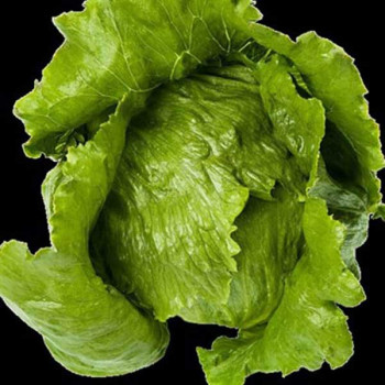 Lettuce Romaine Imported - Vegetable Seeds