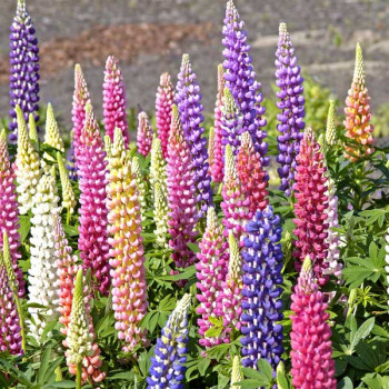 Lupin Pixie Dwarf Mixed Color - Flower Seeds