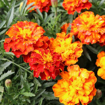 Marigold Mixed Color, Tagetes erecta Mixed Color ?  Flower Seeds