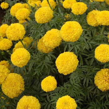 Marigold Pusa Basanti, Tagetes erecta Pusa Basanti ?  Flower Seeds