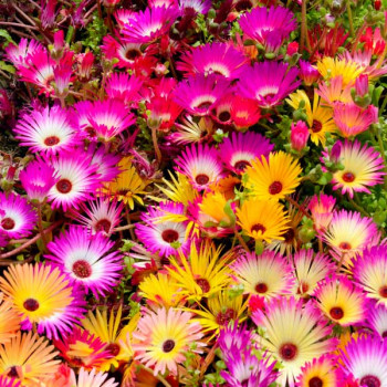 Mesembryanthemum, Ice Plant Mixed Color - Flower Seeds