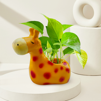 Money Plant Golden Plant In Cute Giraffe Resin Pot