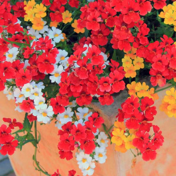 Nemesia Carnival Mixed Color - Flower Seeds