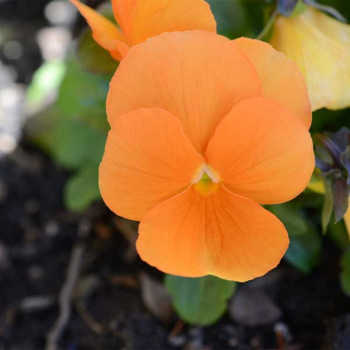 Pansy F1 Arancione Orange - Flower Seeds