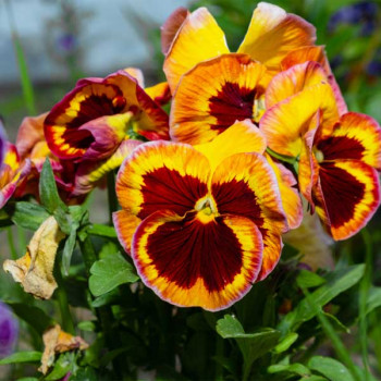 Pansy F1 Delta Fire - Flower Seeds
