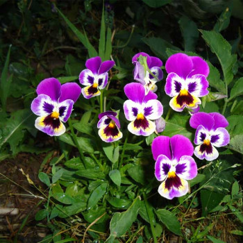 Pansy F1 Purple Smile - Flower Seeds