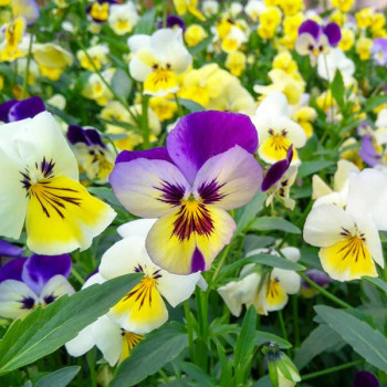 Pansy F1 Swiss Giant - Flower Seeds
