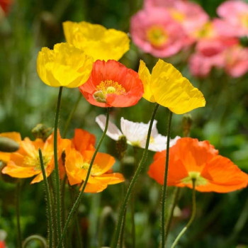 Poppy Iceland Nudicale Mixed Color - Flower Seeds