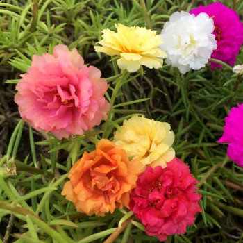Portulaca Double Mixed Color - Flower Seeds