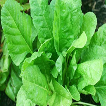 Spinach All Green - Vegetable Seeds