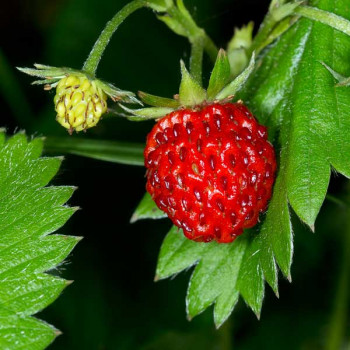 Strawberry Alpine Frag Seeds