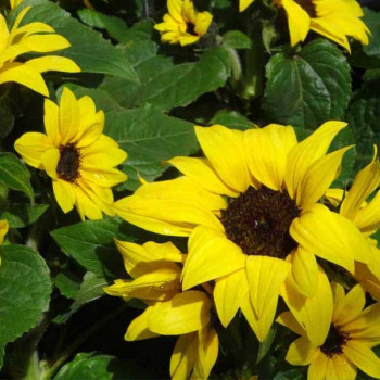 Sunflower Miniature - Flower Seeds | Buy Sunflower Miniature - Flower Seeds Online at Plantsnplanters