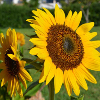 Sunflower Russian Giant - Flower Seeds