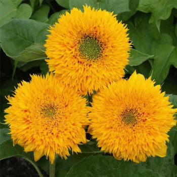 Sunflower Sungold Dwarf - Flower Seeds