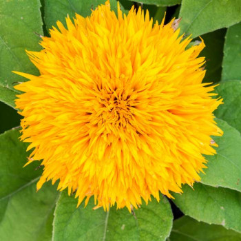 Sunflower Sungold - Flower Seeds