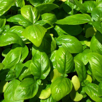 Sweet Basil Genovese Green Classic - Herb Seeds