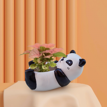 Syngonium Pink Plant In Sleeping Panda Resin Pot