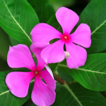 Vinca F1 Nana Pink - Flower Seeds