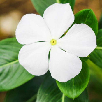 Vinca F1 Nana White - Flower Seeds