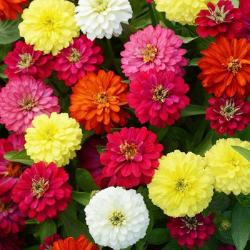 Zinnia Double Mixed Color - Flower Seeds