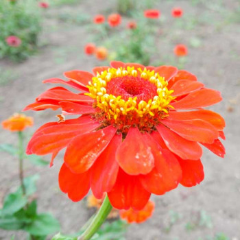 Zinnia Orange Tall - Flower Seeds