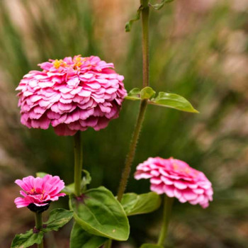 Zinnia Pink Tall - Flower Seeds