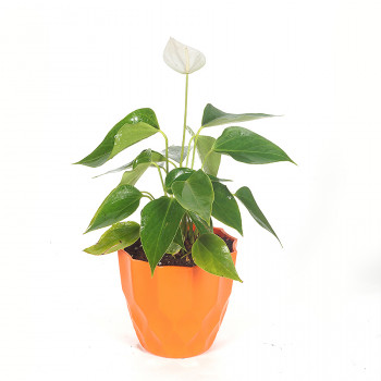 Anthurium White Plant
