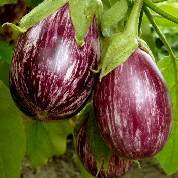 Brinjal Purple Round - Vegetable Seeds