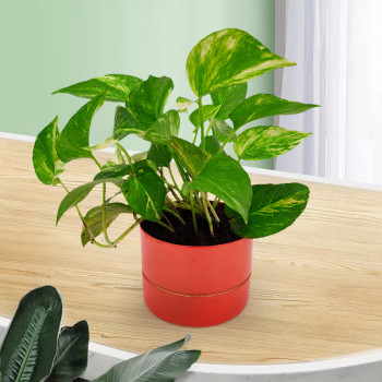Money Plant Green Varigated - Orange Metal Pot