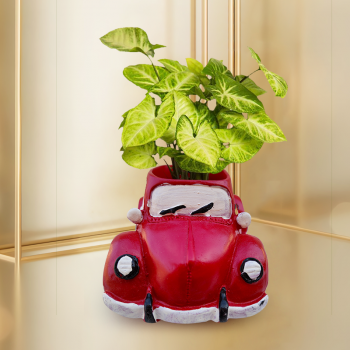Syngonium White Butterfly Plant In Red Car Resin Pot