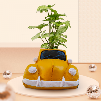 Syngonium White Butterfly Plant In Yellow Car Resin Pot