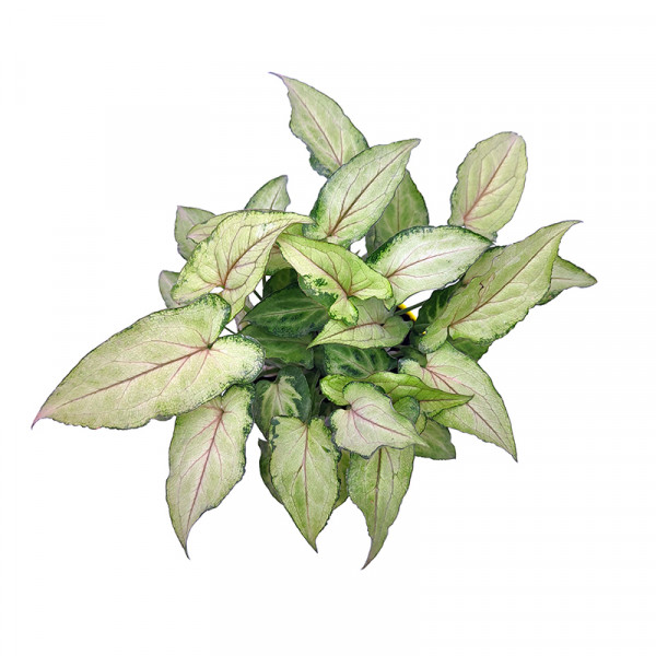 Syngonium Green Varigated Plant
