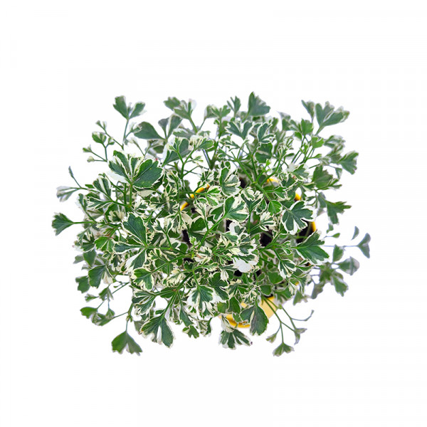 Aralia Miniature White Plant