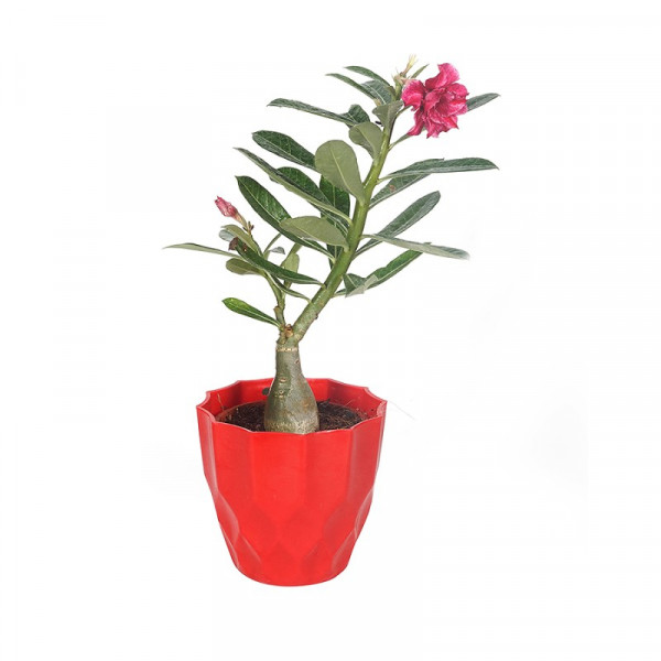 Adenium Multi Petal (Red) Plant