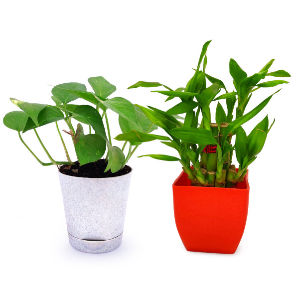 2 Layer Lucky Bamboo Plant & Money Plant Variegated (Set Of 2)
