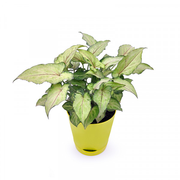 Syngonium Green Varigated Plant