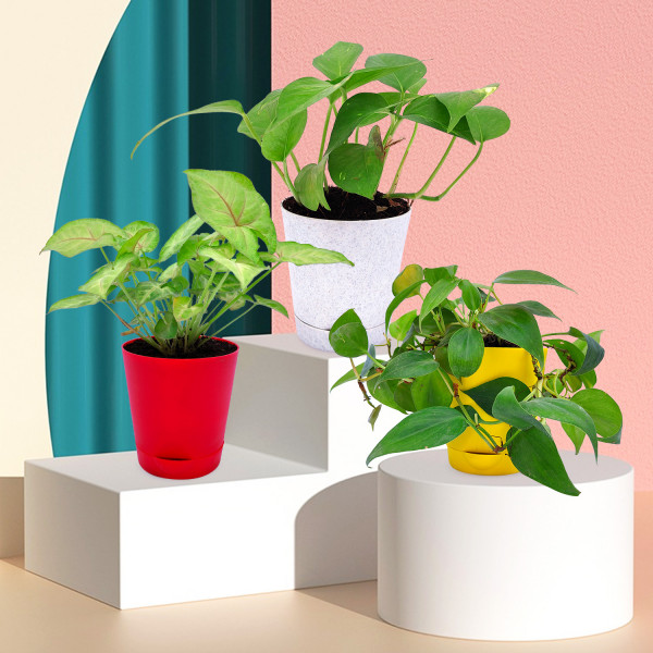 Money Plant Variegated, Syngonium Pink & Oxycardium Green Plant (Set Of 3)
