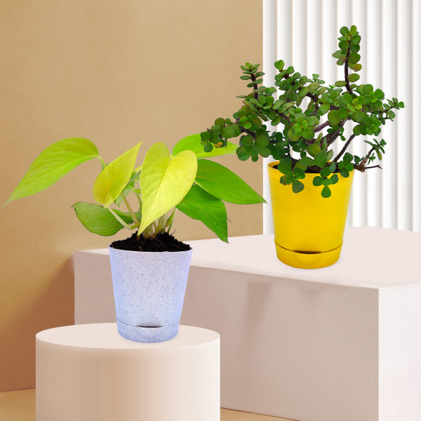 Buy Money Plant Golden & Jade Plant (Set Of 2) Online At Plants N Planters