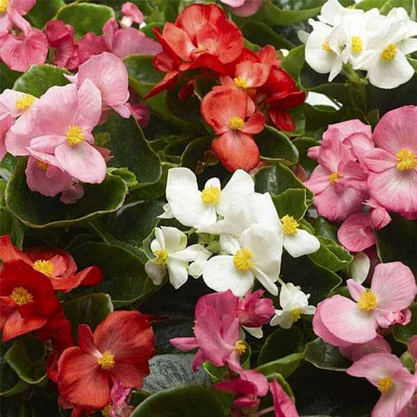 Buy Begonia Semperflorens Mixed Color - Flower Seeds Online At Plants N  Planters