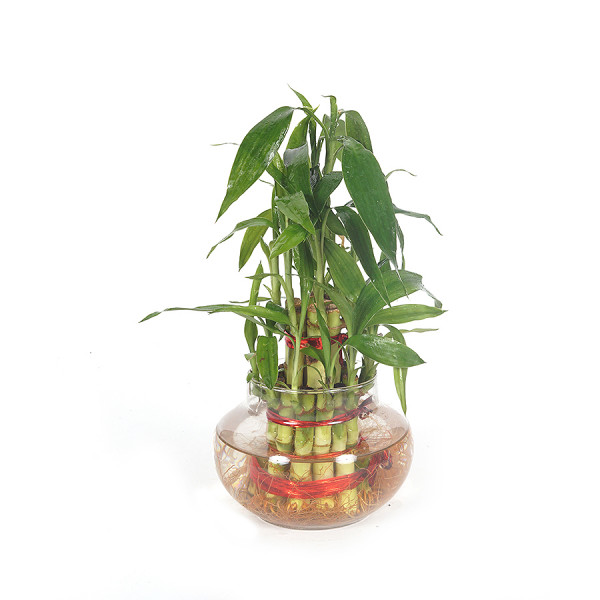 Lucky Bamboo - 2 Layer Plant