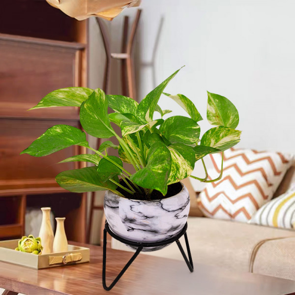 Money Plant Green Varigated - Marble Metal Pot with Stand
