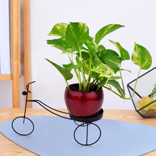 Money Plant Green Varigated Red Pot With Black Metal Cycle Planter Buy Money Plant Green Varigated Red Pot With Black Metal Cycle Planter Online At Plantsnplanters - Money Plant Hanging Ideas