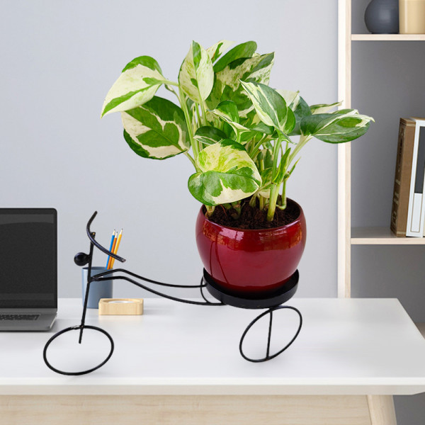 Money Plant Marble Prince - Red Pot with Black Metal Cycle Planter