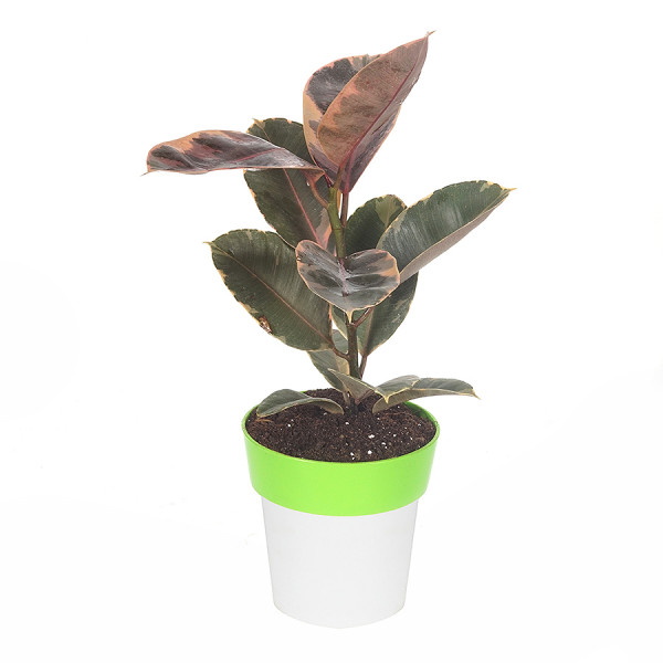 Rubber Variegated Plant