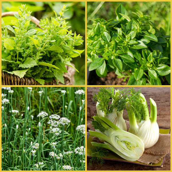 Set of 4 Best Herb Seeds for Kitchen Gardening